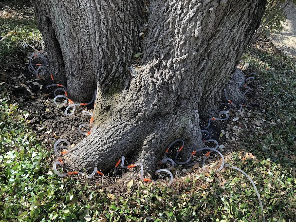 Detailed Tree Cabling and Bracing job site in Catalina