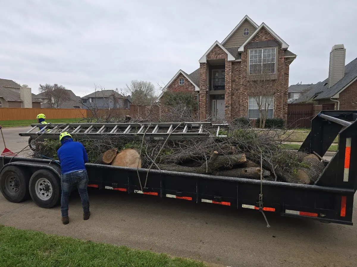 Expert Tree Pest Control with proper safety equipment in Catalina